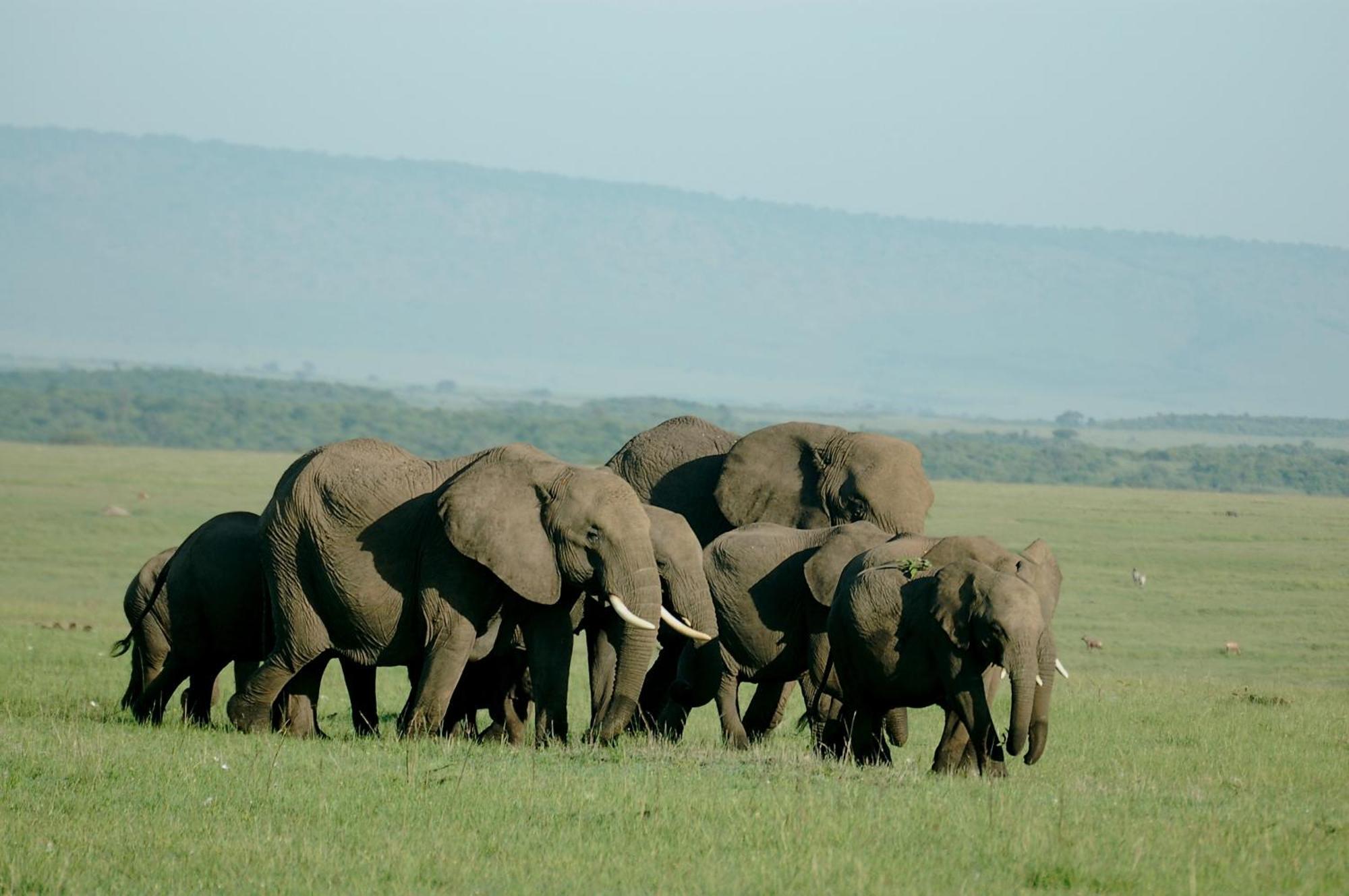 Mara Intrepids Tented Camp Talek Zewnętrze zdjęcie